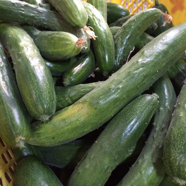 訳あり無農薬野菜セット 食品/飲料/酒の食品(野菜)の商品写真