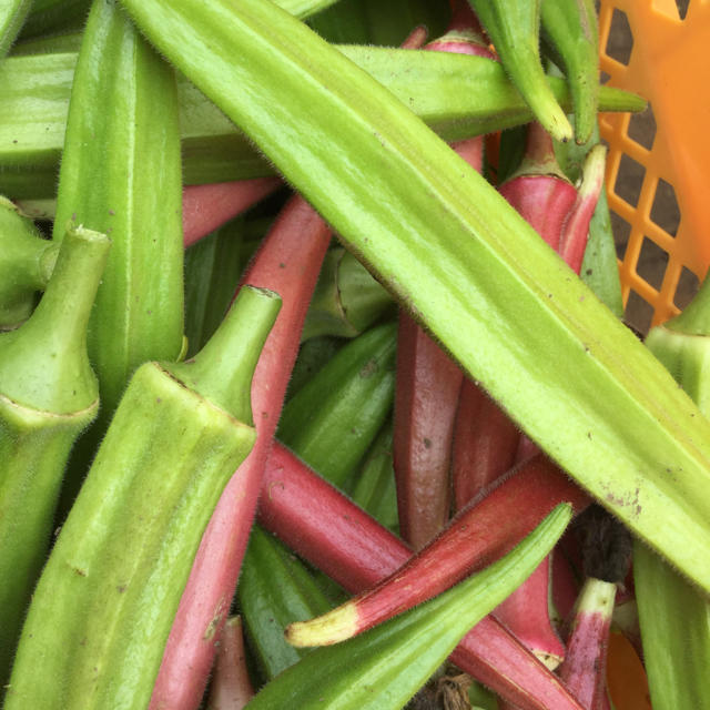 訳あり無農薬野菜セット 食品/飲料/酒の食品(野菜)の商品写真