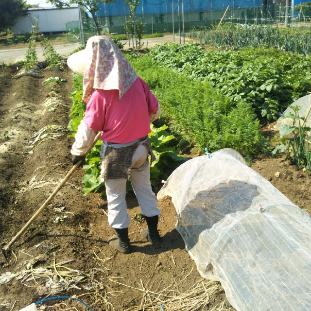 採れたて★土からこだわったお野菜60サイズ（1〜2暮らしにピッタリサイズ♪） 食品/飲料/酒の食品(野菜)の商品写真