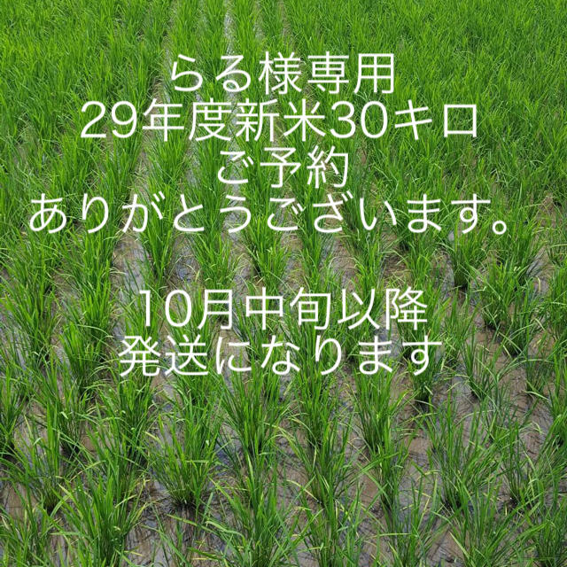 らる様専用ページ 新米30キロご予約受け付けました！ 食品/飲料/酒の食品(米/穀物)の商品写真