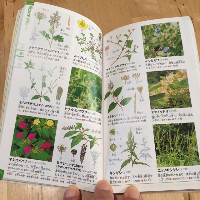小学館 小学館の図鑑 ネオ ポケット 植物 ネオ ポケット 植物 の通販 By Kzmプロフ必読 S Shop ショウガクカンならラクマ 小学館 小学館の図鑑 ネオ ポケット 植物 ネオ ポケット 植物 の通販 By Kzmプロフ必読 S Shop ショウガクカンならラクマ