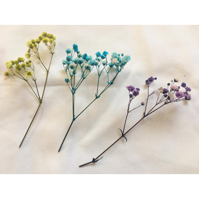 6色かすみ草ドライフラワー❁︎❁︎ ハンドメイドの素材/材料(その他)の商品写真