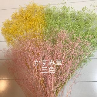 かすみ草のドライフラワー つぼみ 三色(ドライフラワー)