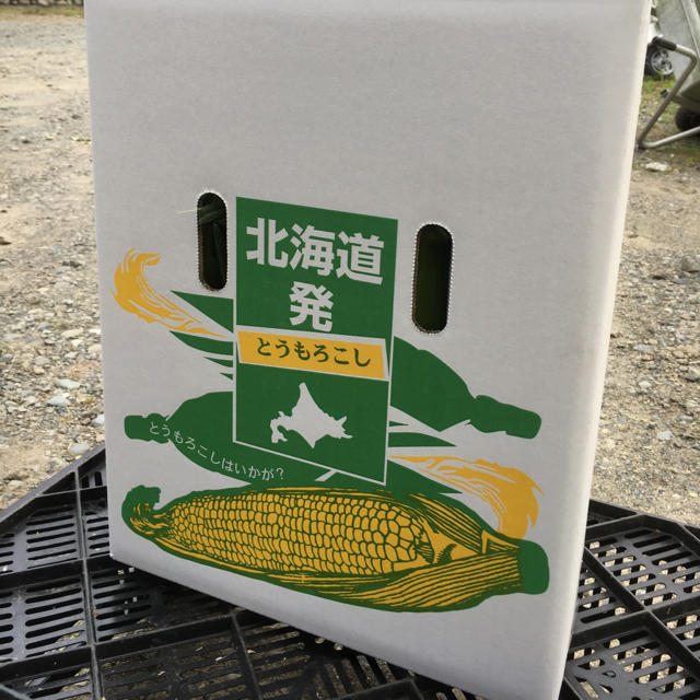 北海道産とうもろこし20本 Mサイズ ピュアホワイト 食品/飲料/酒の食品(野菜)の商品写真