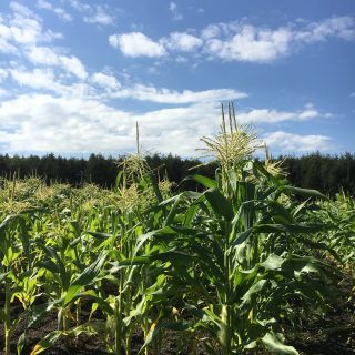 【とも様 専用 差額分】とうもろこし12本二色セット Mサイズ (野菜)