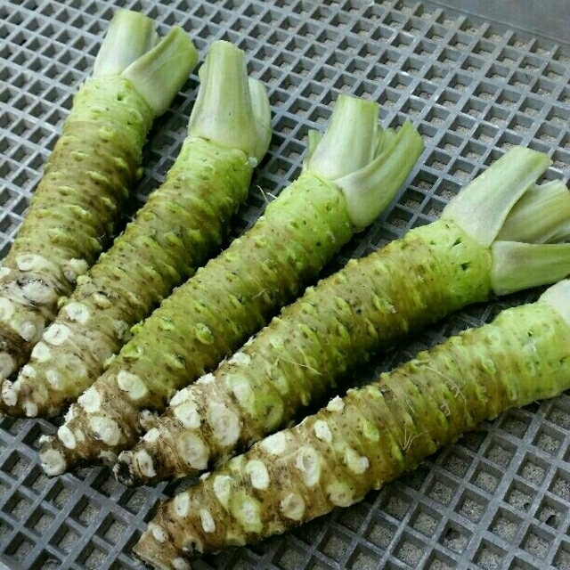 伊豆天城産　本わさび　1キロ 食品/飲料/酒の食品(野菜)の商品写真