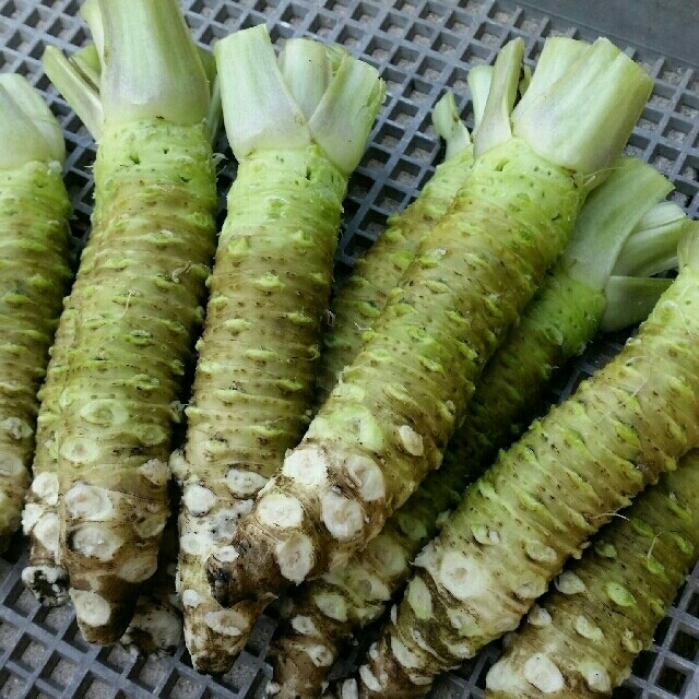 伊豆天城産　本わさび　1キロ 食品/飲料/酒の食品(野菜)の商品写真