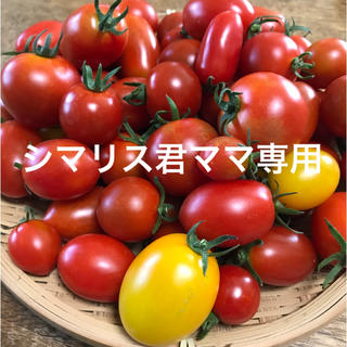 シマリス君ママ専用ミニトマトミックス(野菜)
