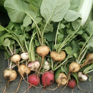 イタリア野菜の種　カラフルな　ラディッシュ100粒(野菜)