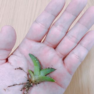 アガベ チタノタブルー(多肉植物)【抜苗1本】(その他)