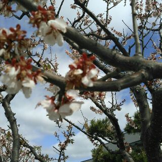 マルイ(マルイ)の原田茂様専用(ホビーラジコン)