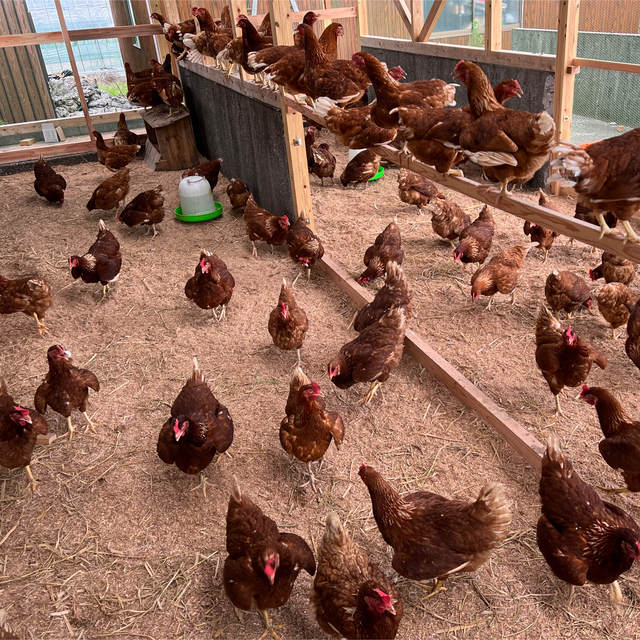 120個入り　宮下養鶏の朝採れ平飼い卵 120個入り佐伯養鶏(旧:宮下養鶏)の朝採れ平飼い卵
